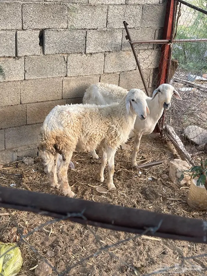خروف جذع 0