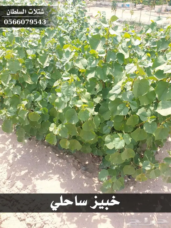 شتلات زراعية بأسعار رمزيه 30