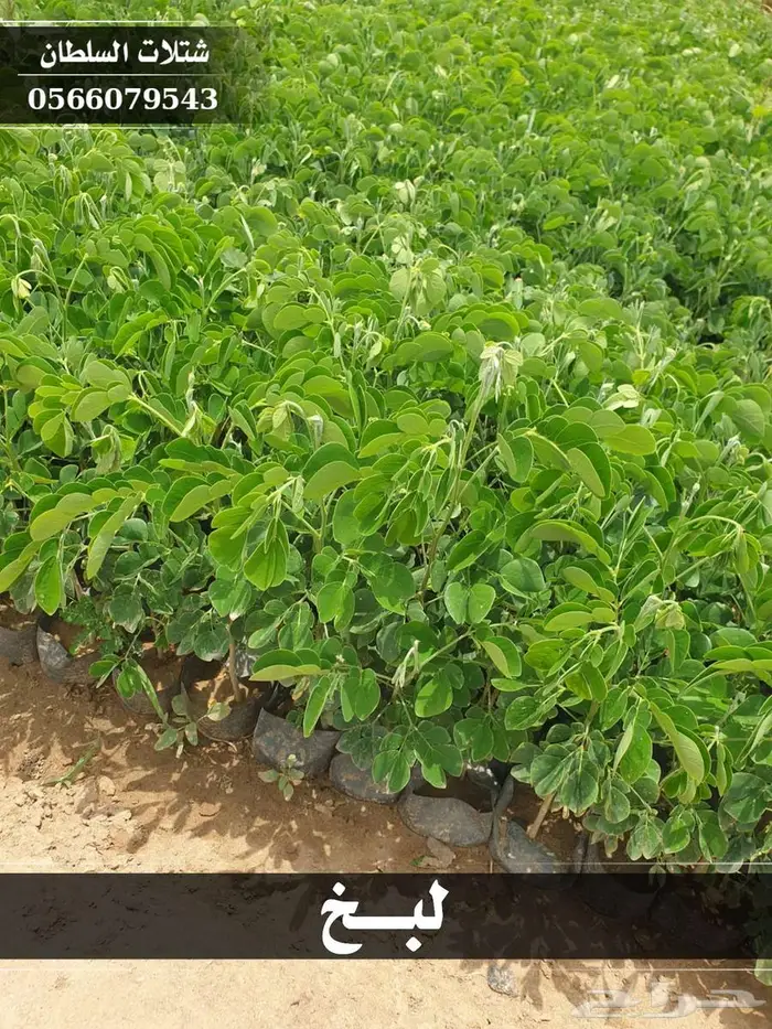 شتلات زراعية بأسعار رمزيه 4