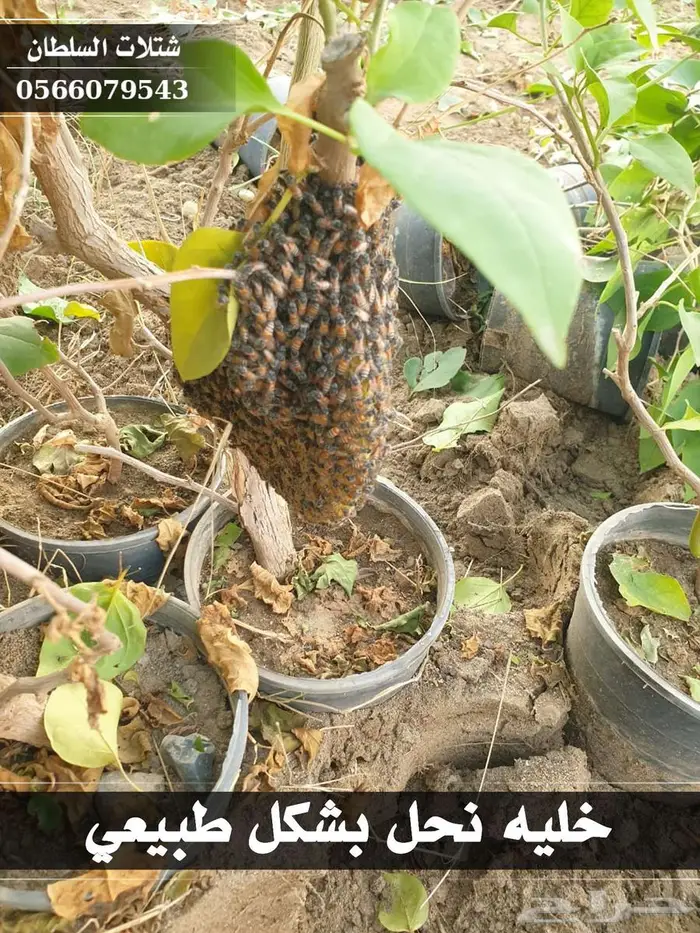 شتلات زراعية بأسعار رمزيه 2