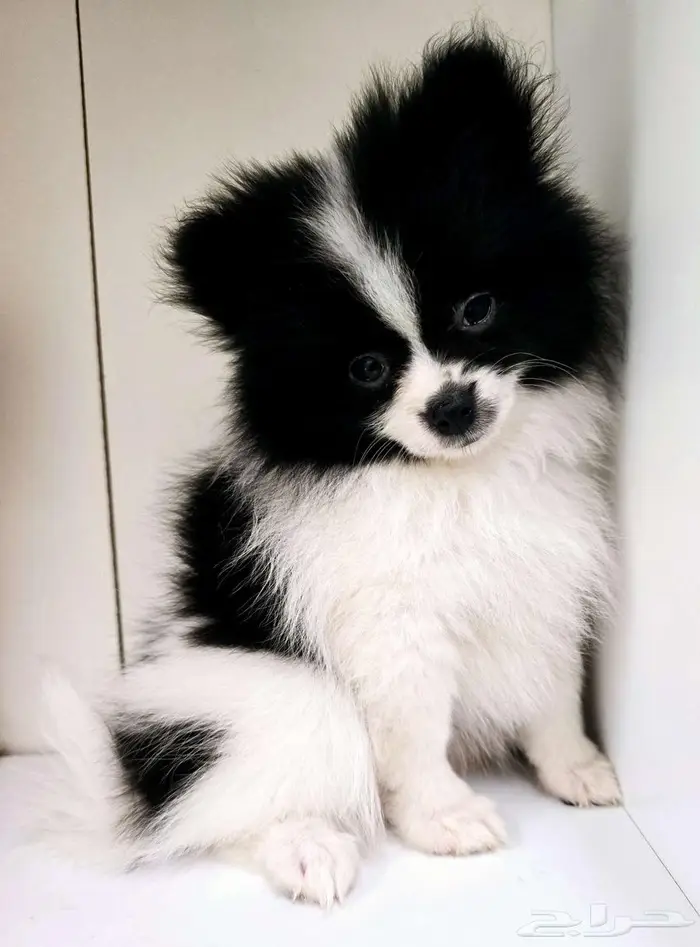 Pomeranian and mini toy poodle بودل وبومرينيم مستويات قوية 4