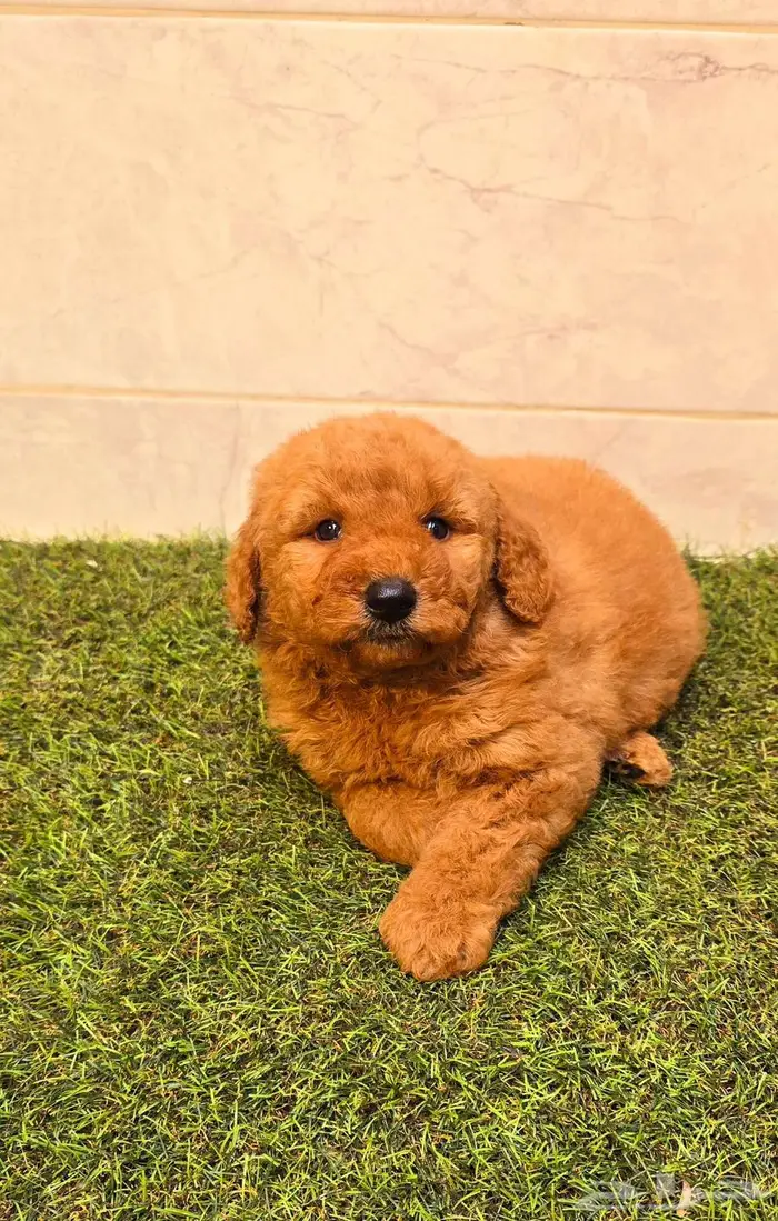 Pomeranian and mini toy poodle بودل وبومرينيم مستويات قوية 15
