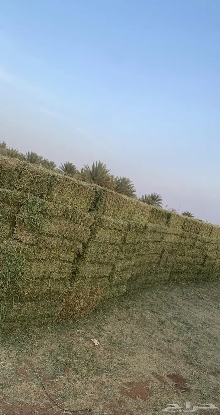 برسيم مخلوط للبيع طيب للحلال 5