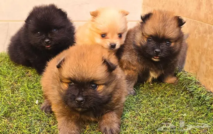 Pomeranian and mini toy poodle بودل وبومرينيم مستويات قوية 5