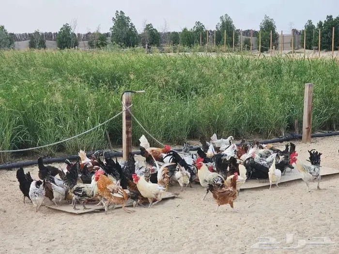 دجاج بياض بلدي وفيومي للبيع 1