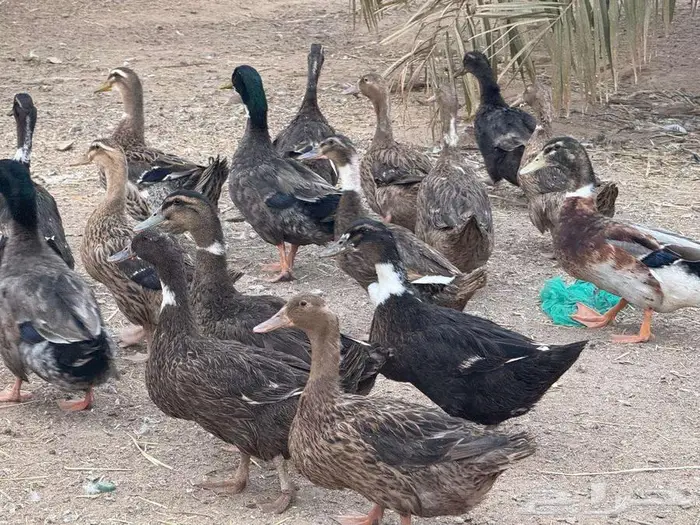 بط بلدي للبيع في المزاحمية 0