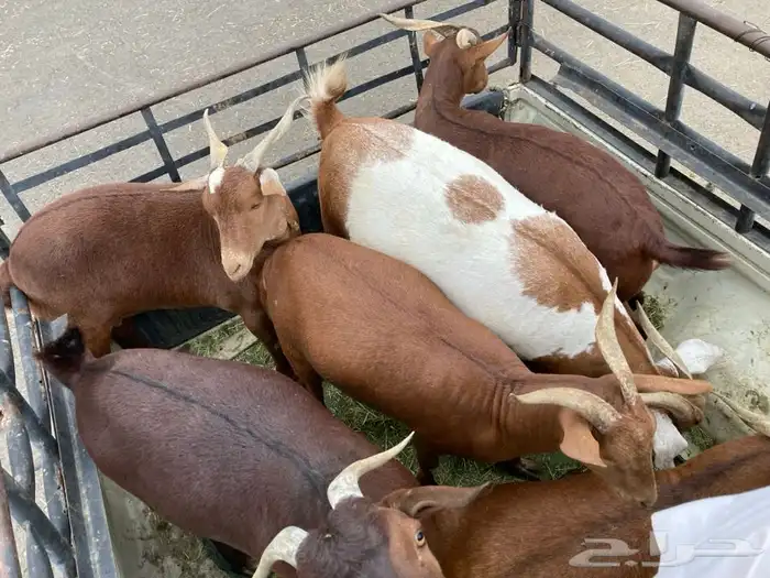 ذبايح مرابي عسير 26