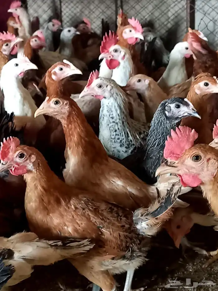 دجاج بلدي فواتح بشاير عمر اكثر من 3 اشهر 0