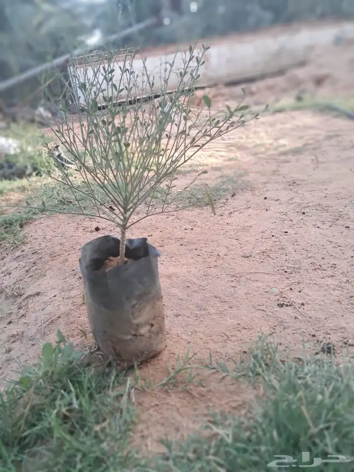 البان العربي اليسر 0