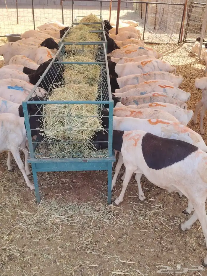 برابر صومالي جدعان للتفريد والجمله 0