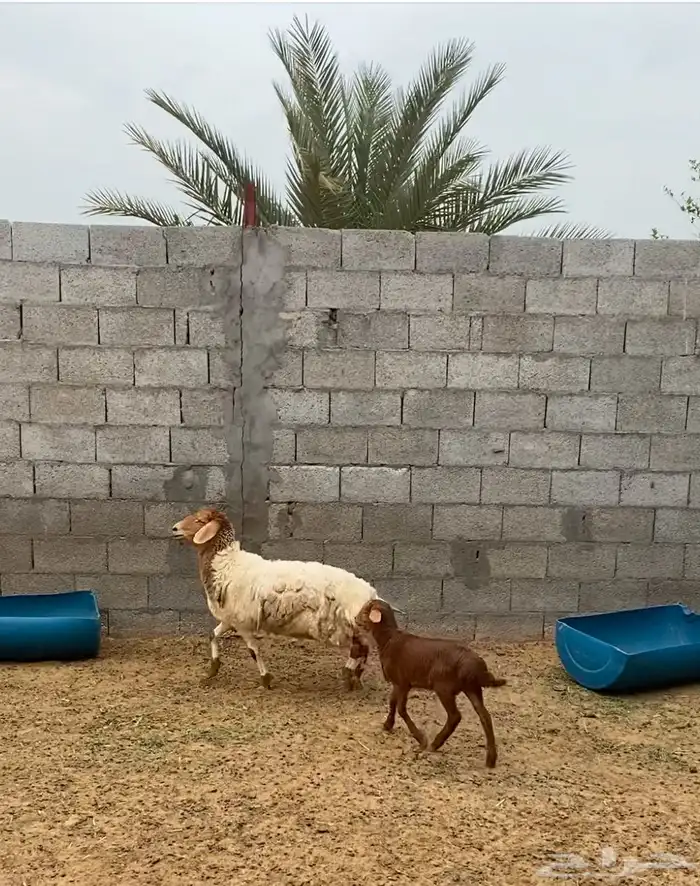 شاة رغوث 3