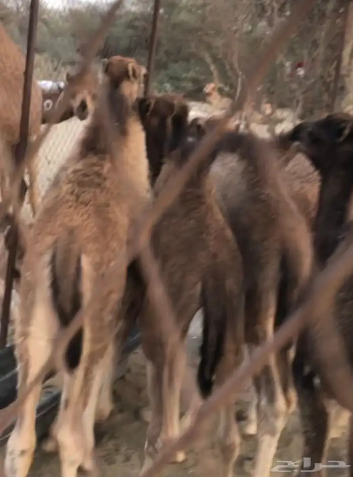 قعدان للبيع 0