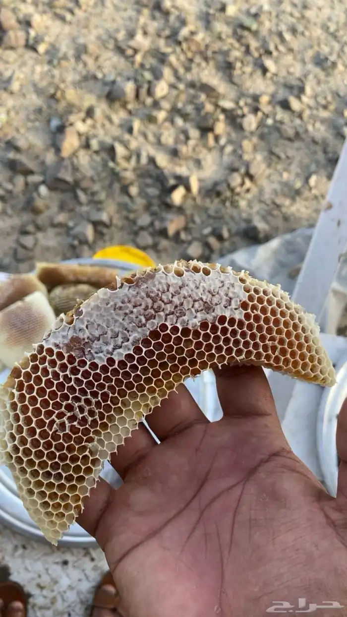 عسل سمره تهامه 3