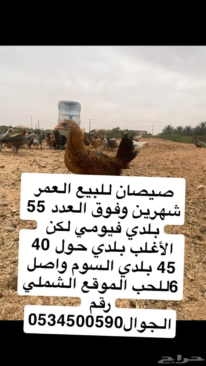 يع بهم باكستاني وبين بلدي و فيومي السوم 6 الموقع الشملي 0