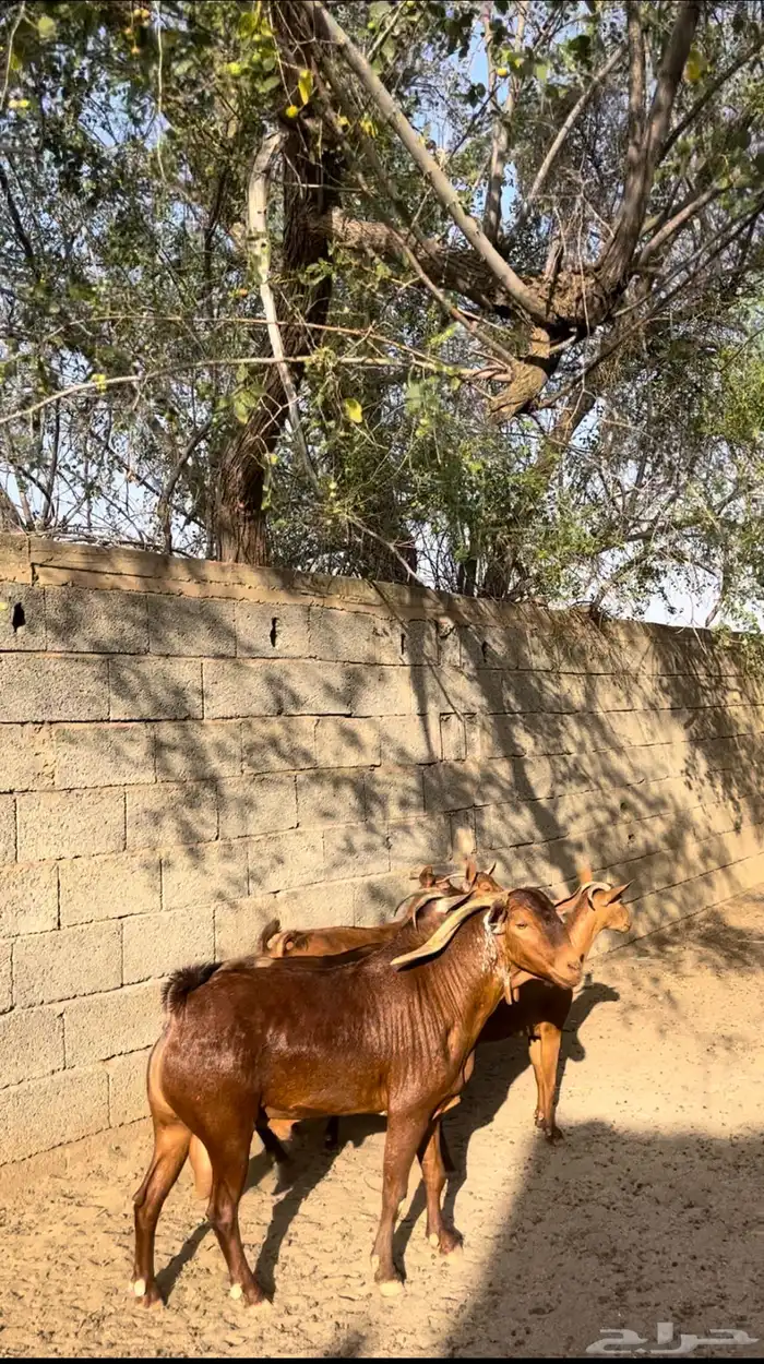 تيس فحل ادهم اوشح ( تم البيع 0