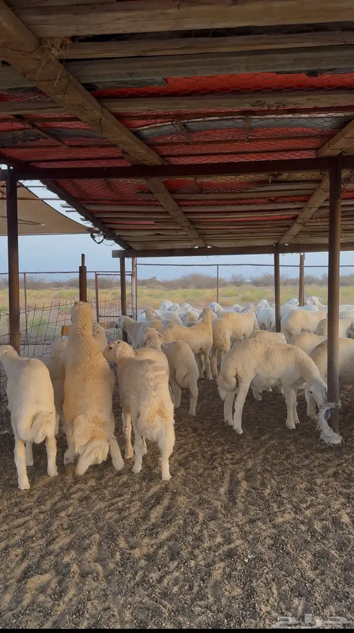 طليان حرية 55 راس للبيع 3
