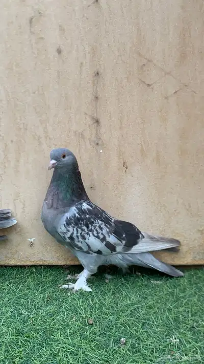 حمام تركي 4