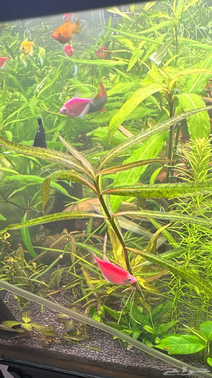 نباتات مائية لأحواض السمك ( أسعار منافسة حصرية )نباتات جديده 6