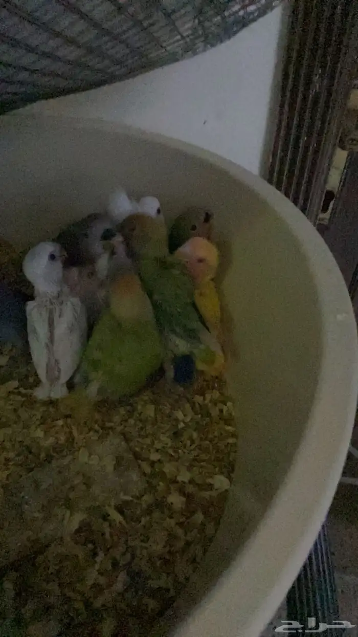 فروخ روز ملون و3 البينو تم البيع 1