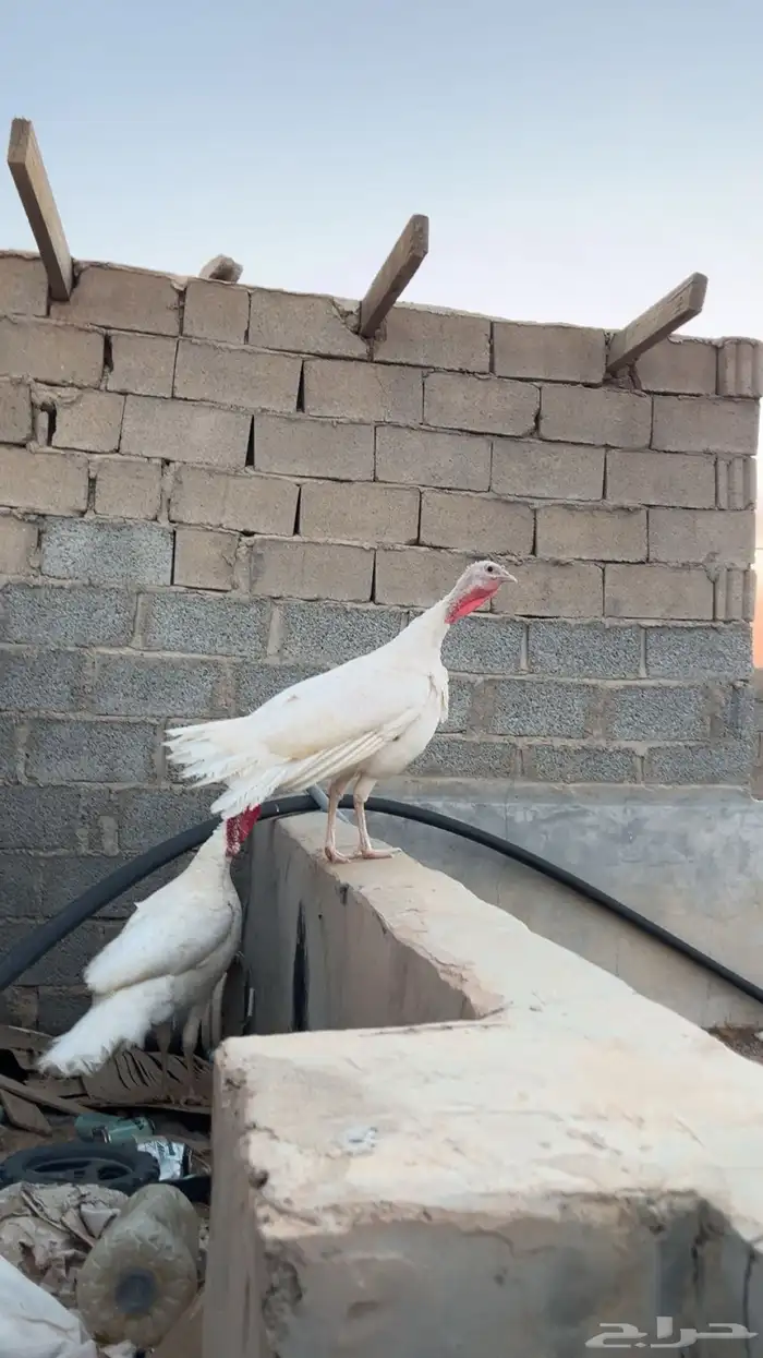 ديك و دجاجه رومي تم البيع 5