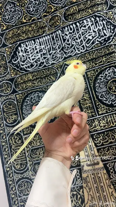 كروان اليف وهدد نشبه قريب الفطم اللي يبغى الزين يلحق عليه 5