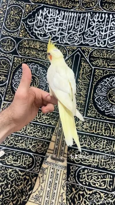 كروان اليف وهدد نشبه قريب الفطم اللي يبغى الزين يلحق عليه 3