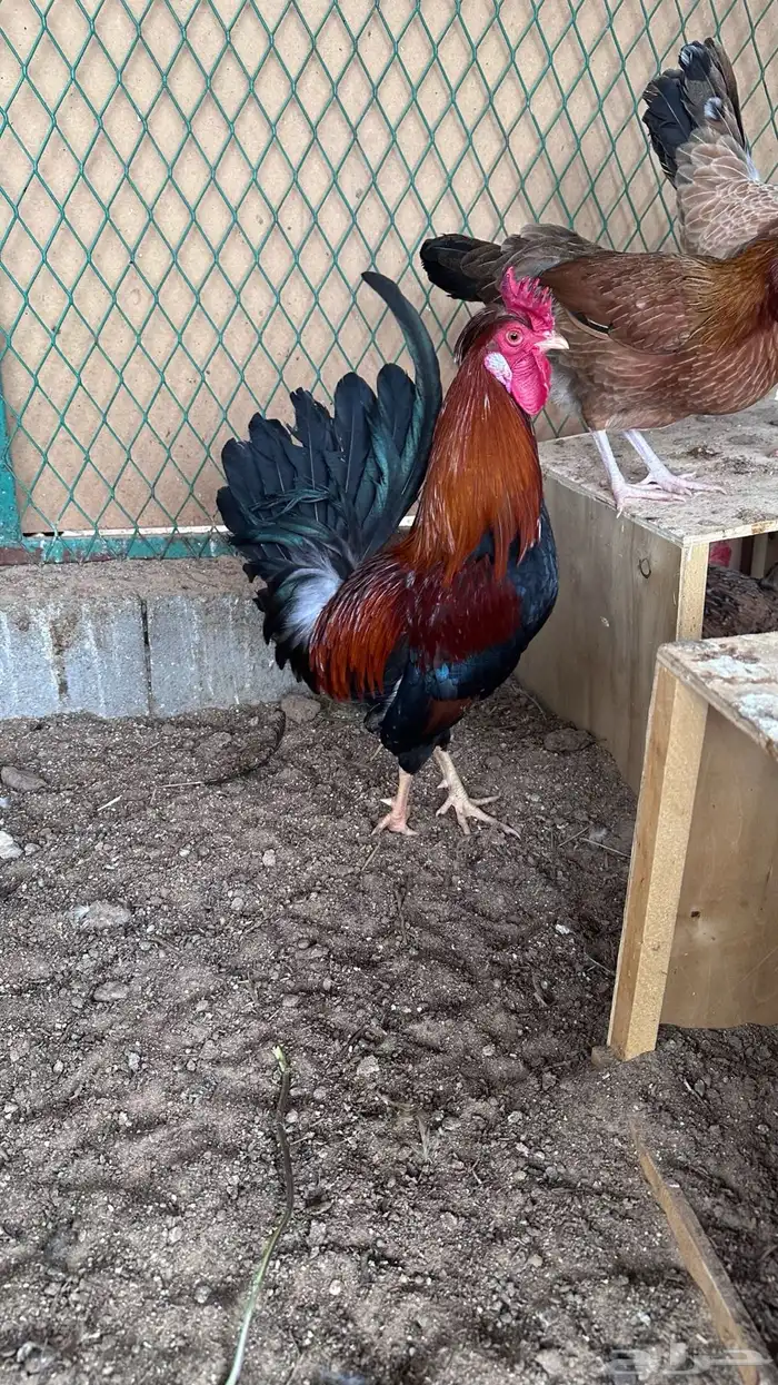 ديك يرجع المصنع 0