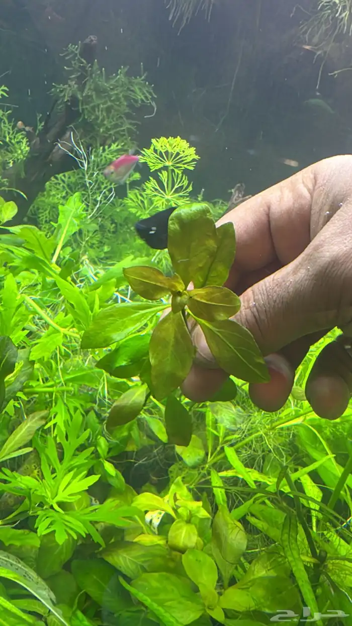 نباتات مائية لأحواض السمك ( أسعار منافسة حصرية )نباتات جديده 7