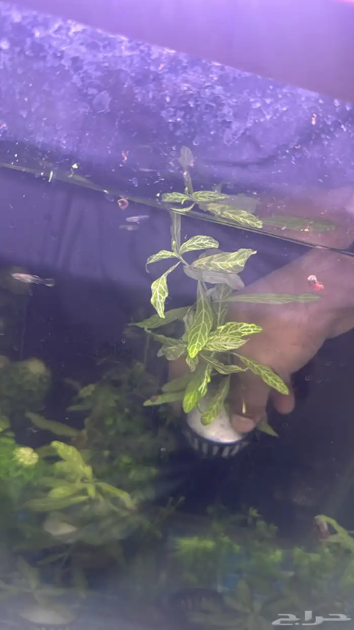نباتات مائية لأحواض السمك ( أسعار منافسة حصرية )نباتات جديده 0