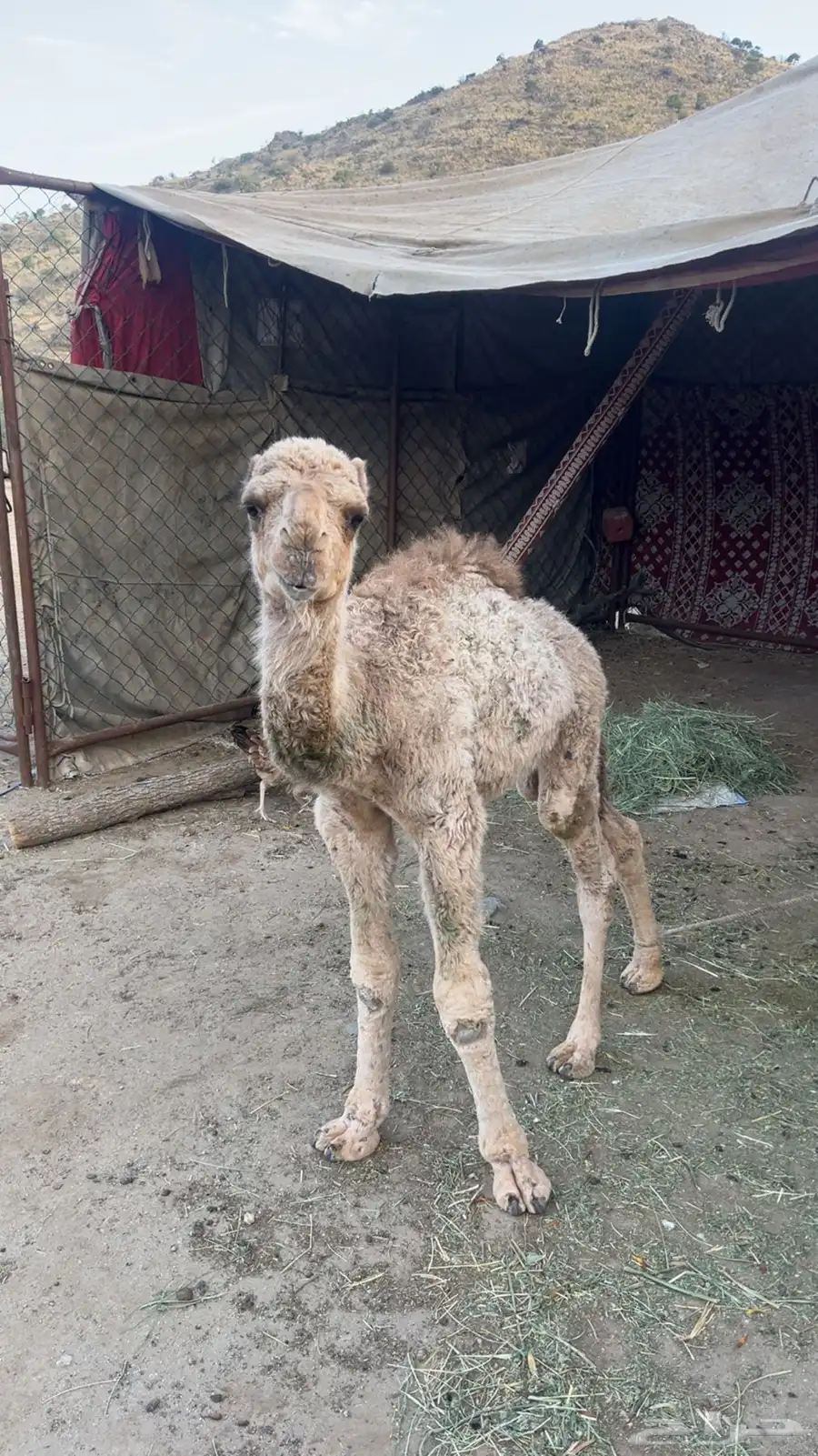 تم البيع قعود ضيار 1
