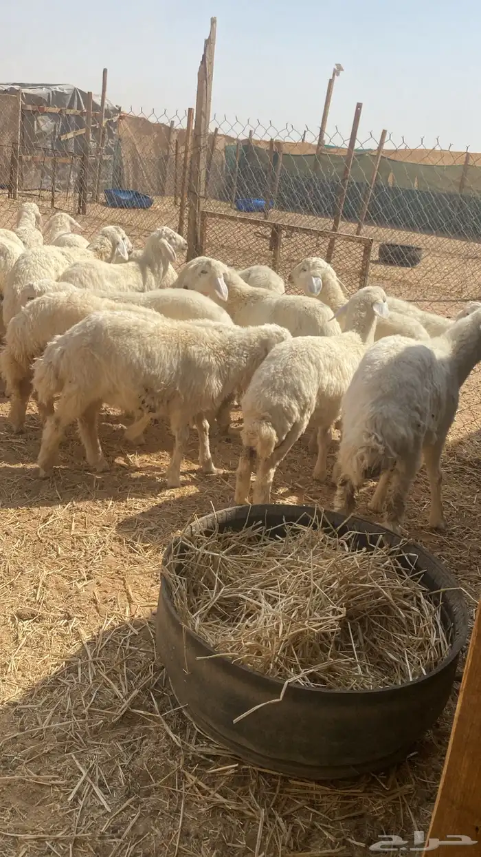بهم حري 2