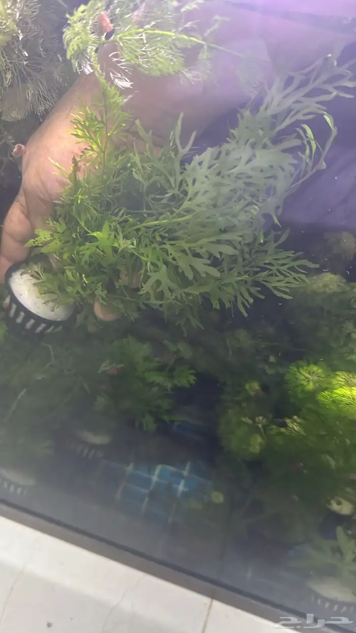 نباتات مائية لأحواض السمك ( أسعار منافسة حصرية )نباتات جديده 3