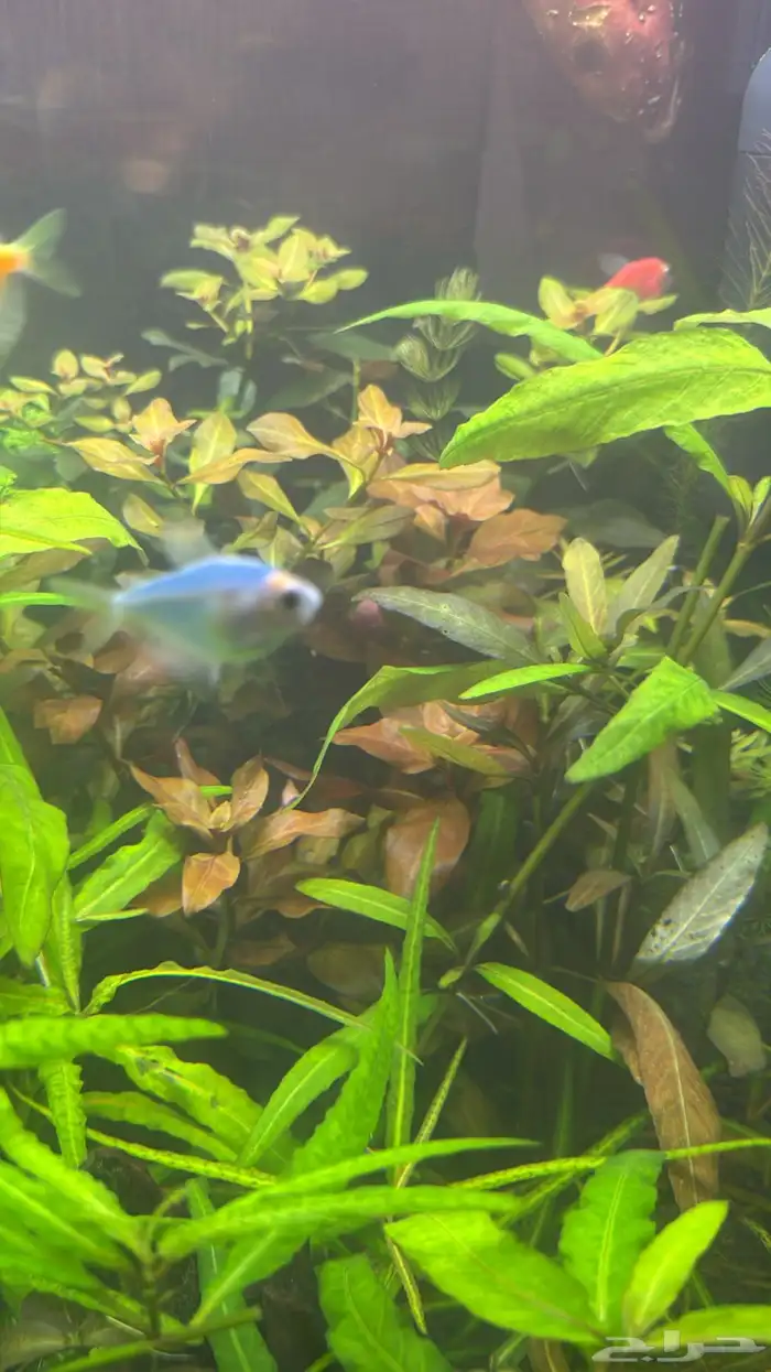 نباتات مائية لأحواض السمك ( أسعار منافسة حصرية )نباتات جديده 5