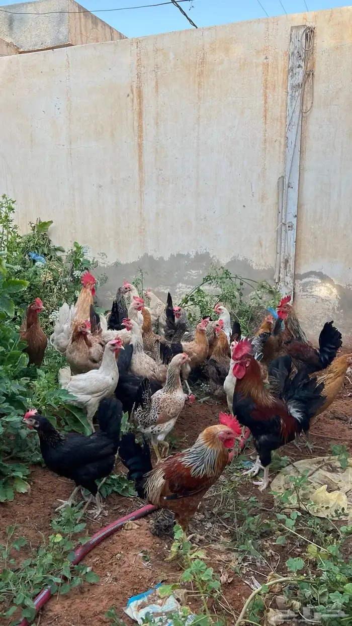 دجاج بياض للبيع  . 5
