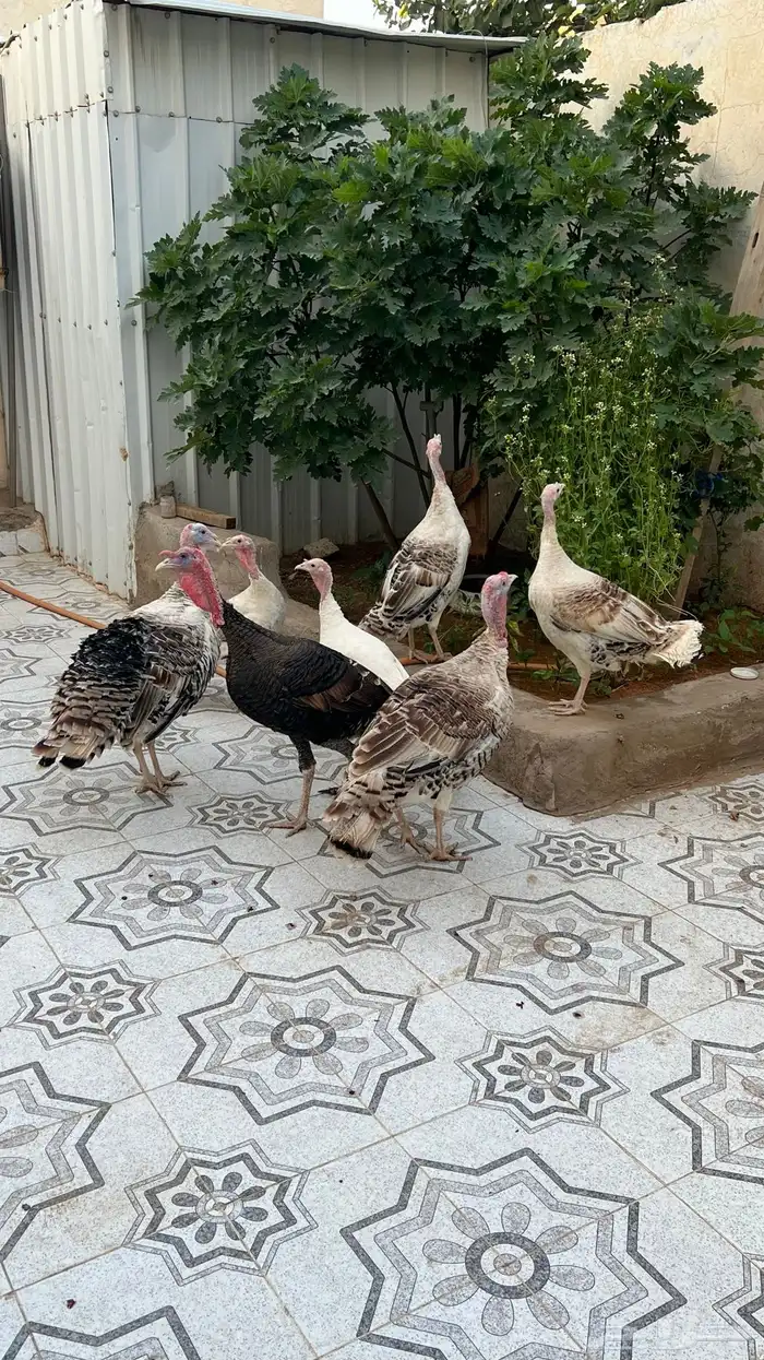 السلام عليكم رومي للبيع   . 1