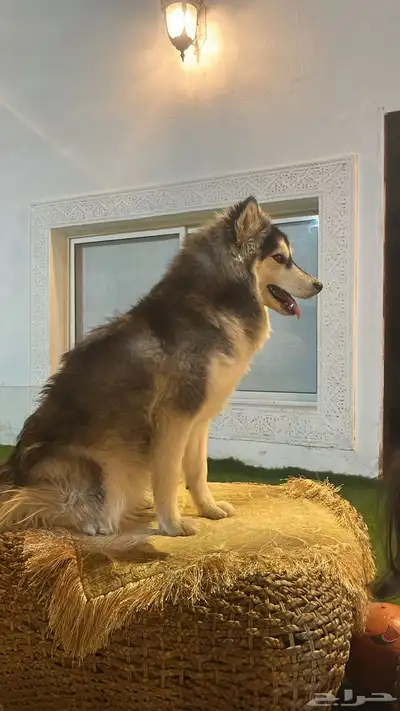 كلب هاسكي مهجن ذيب للبيع متطعم وكل اموره كويسه index