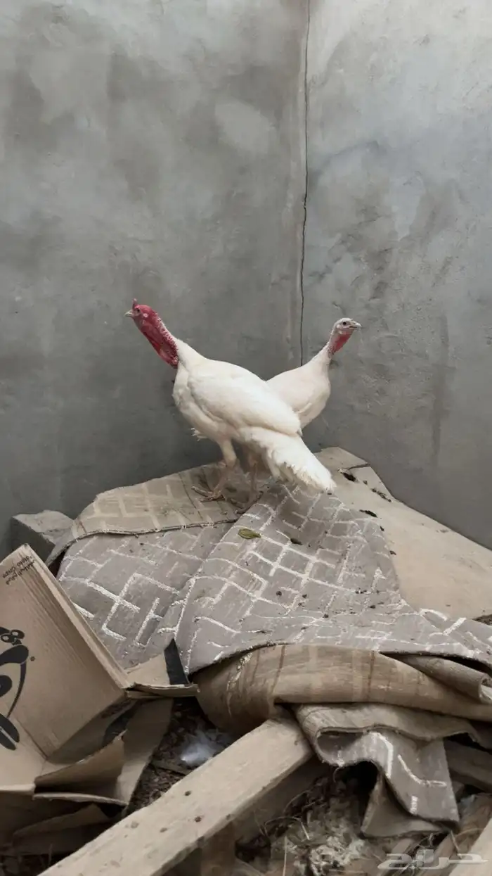 ديك و دجاجه رومي تم البيع 3