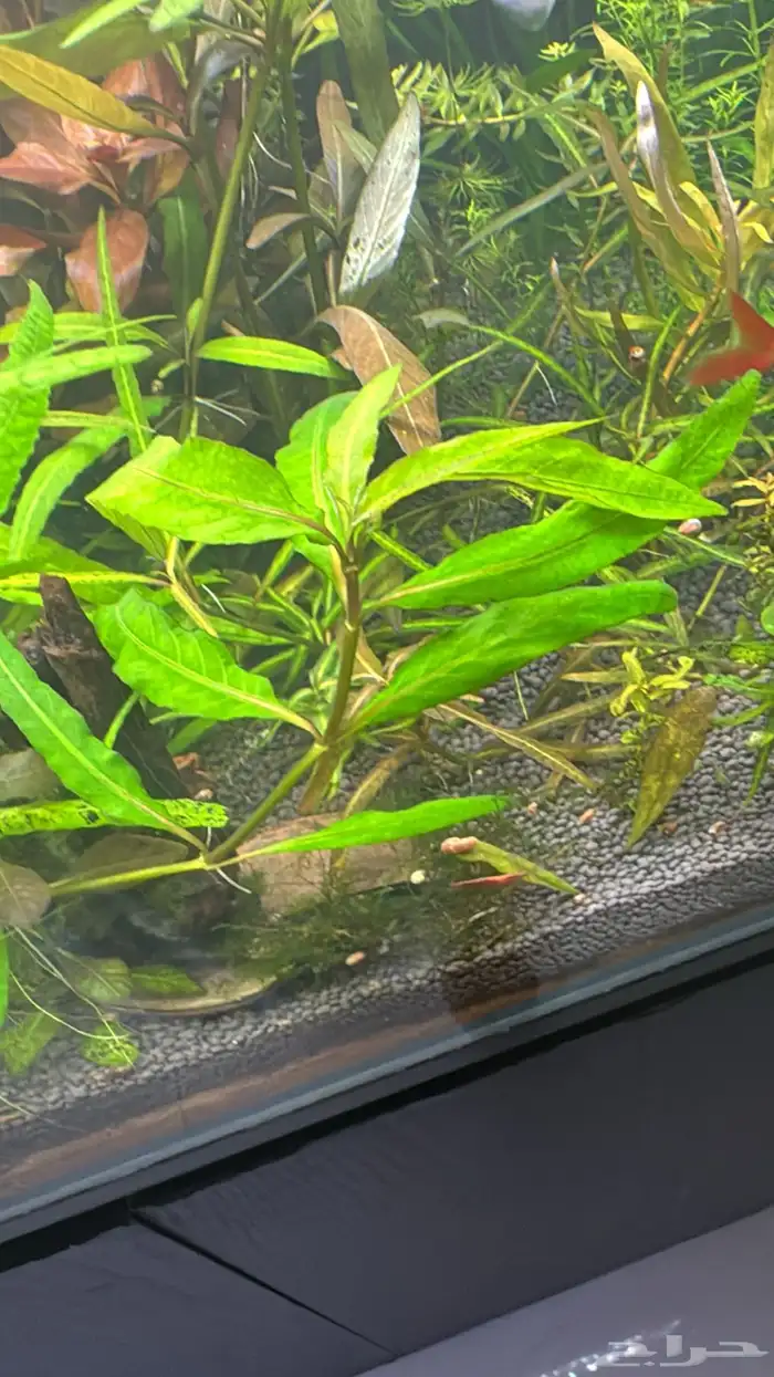 نباتات مائية لأحواض السمك ( أسعار منافسة حصرية )نباتات جديده 8