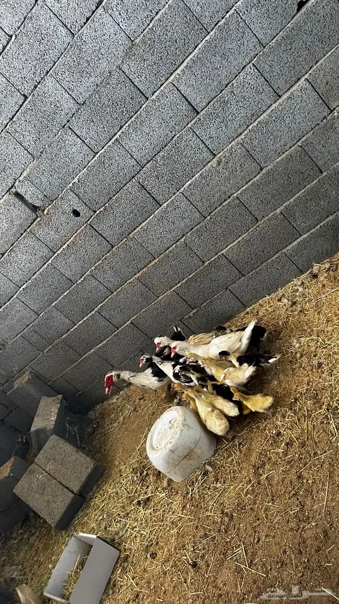 بط بكيني 7