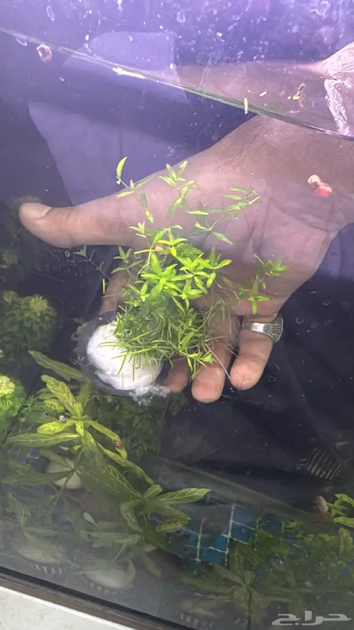 نباتات مائية لأحواض السمك ( أسعار منافسة حصرية )نباتات جديده 1