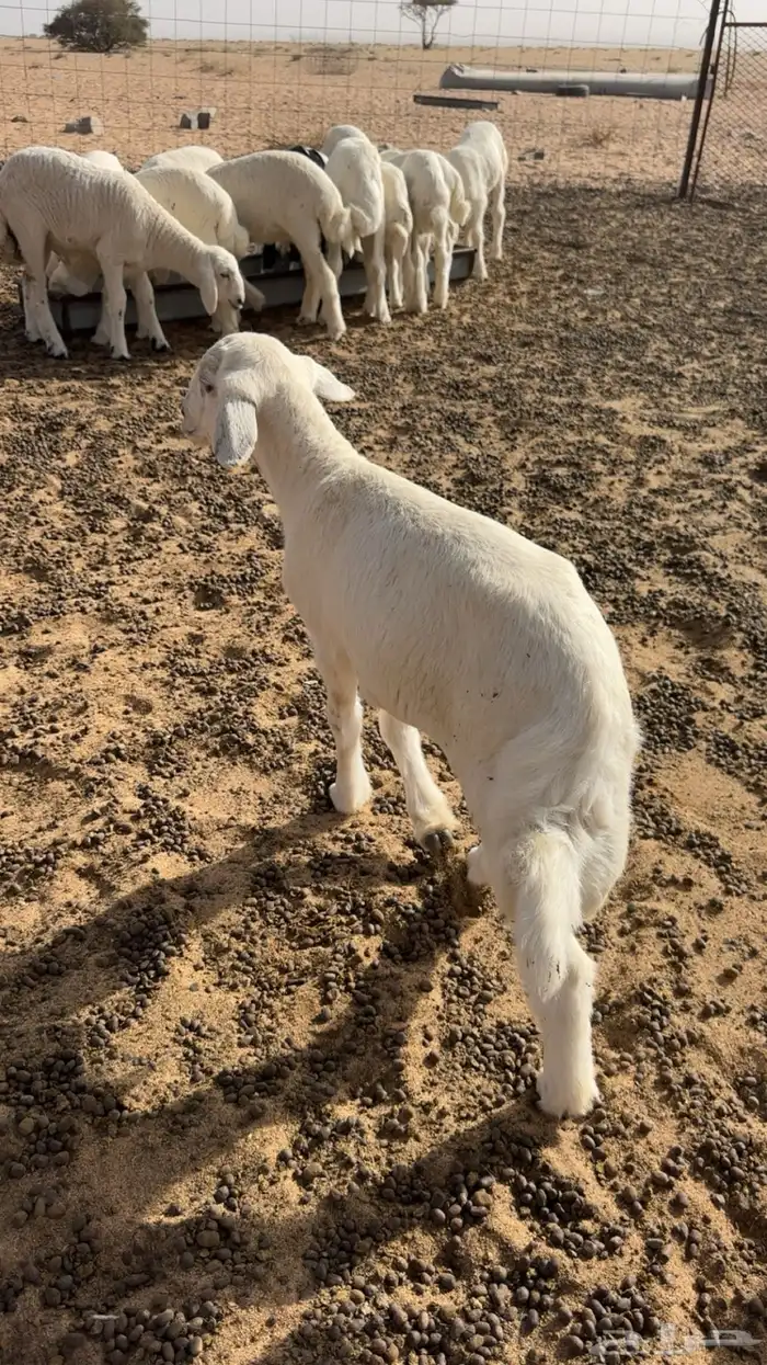 طلي تربيه 1