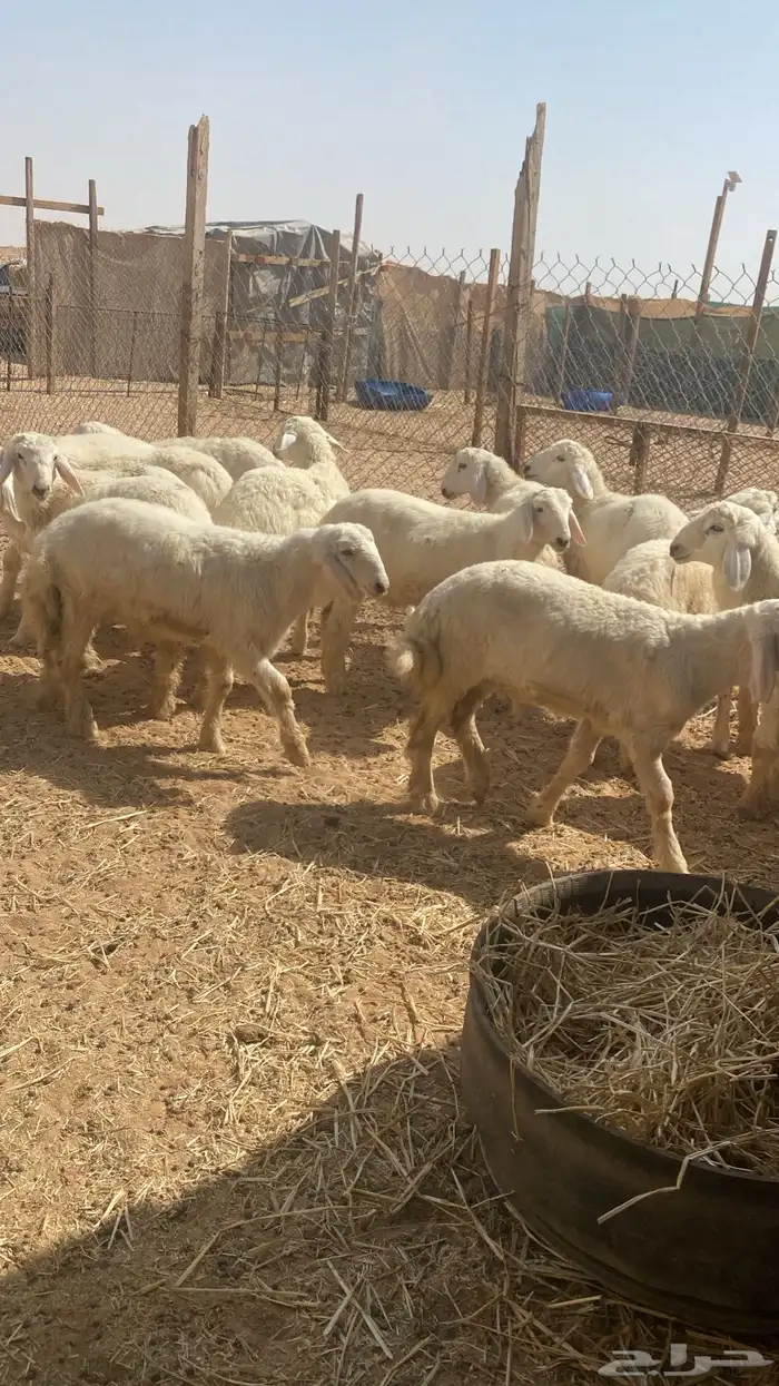 بهم حري 4