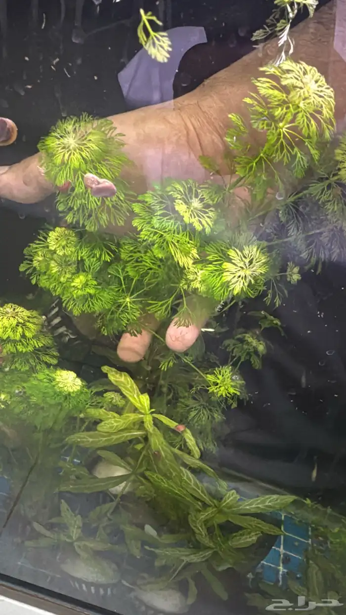 نباتات مائية لأحواض السمك ( أسعار منافسة حصرية )نباتات جديده 2