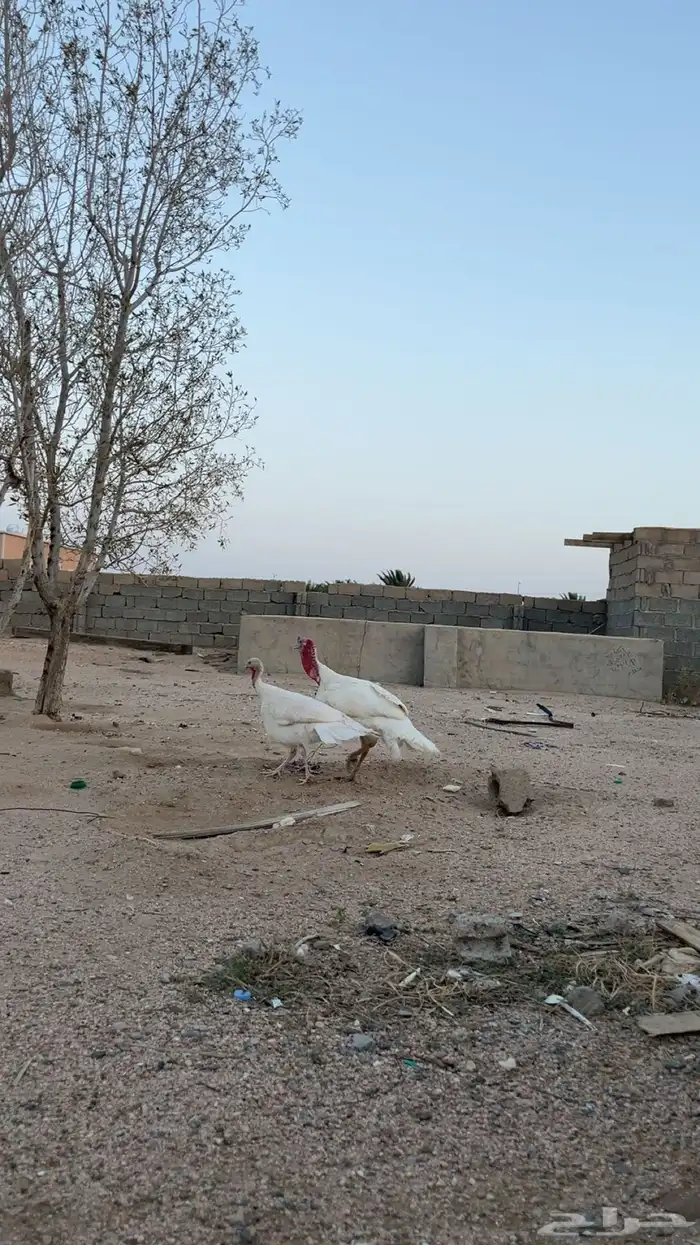 ديك و دجاجه رومي تم البيع 0