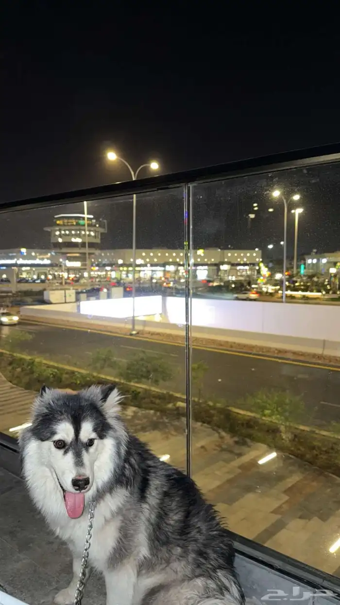كلب هاسكي مهجن ذيب للبيع متطعم وكل اموره كويسه 0