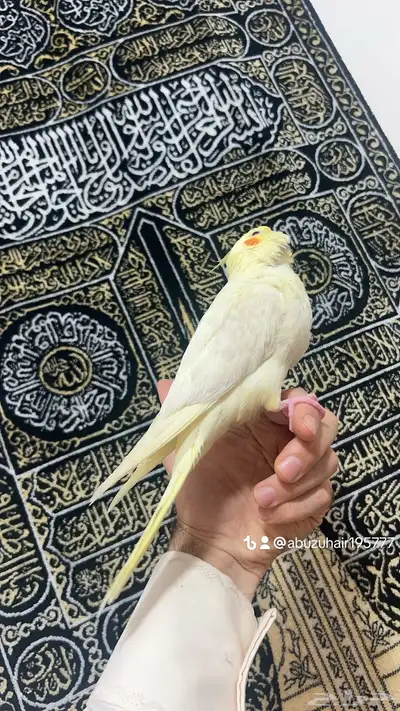 كروان اليف وهدد نشبه قريب الفطم اللي يبغى الزين يلحق عليه 2
