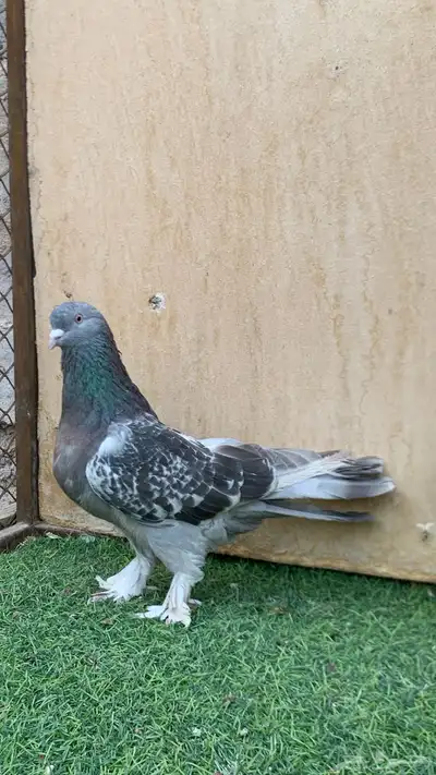 حمام تركي 3