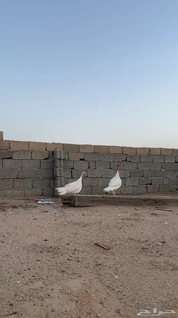 ديك و دجاجه رومي تم البيع 2