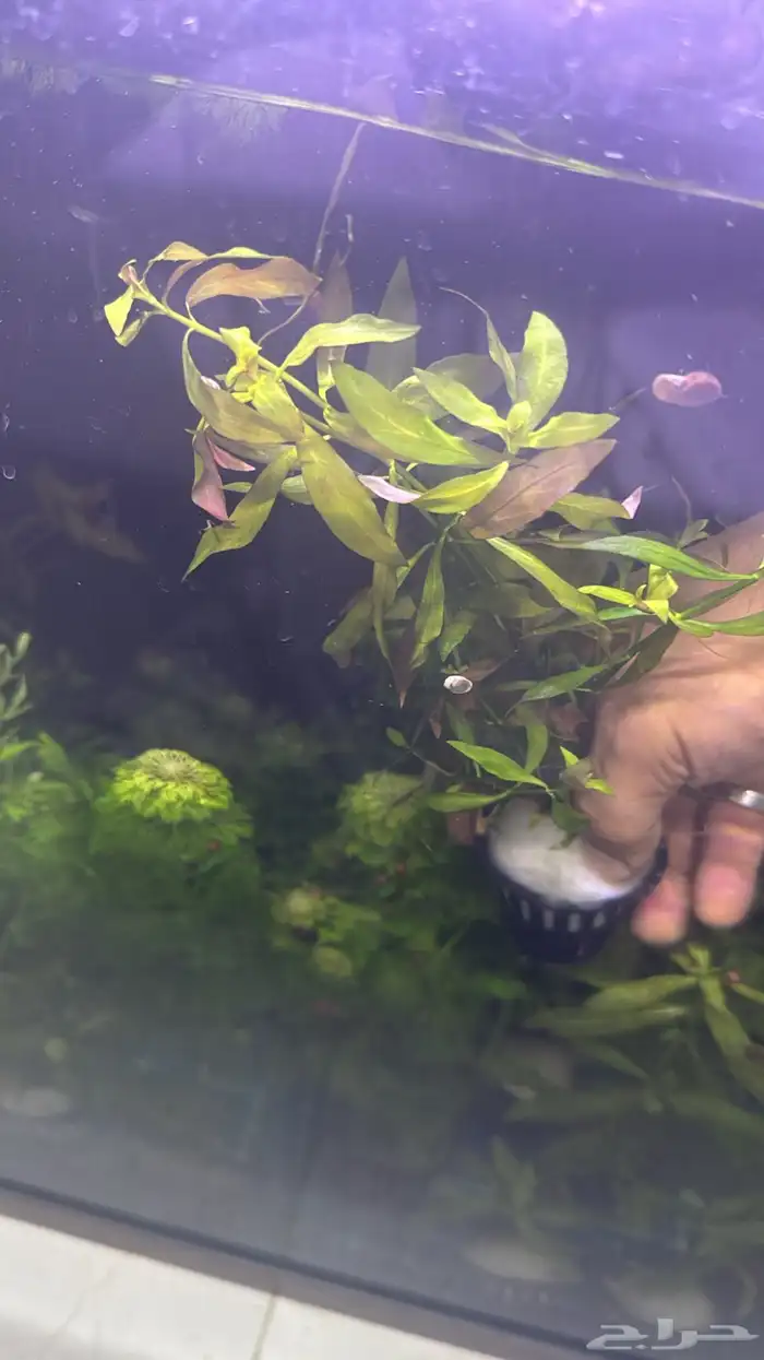 نباتات مائية لأحواض السمك ( أسعار منافسة حصرية )نباتات جديده 4