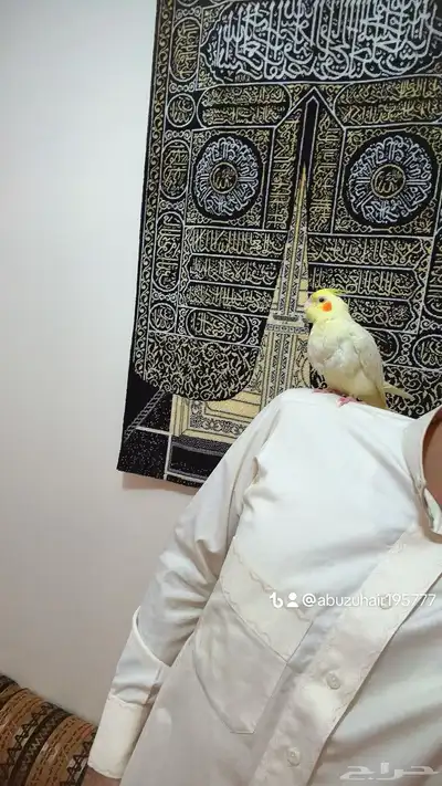 كروان اليف وهدد نشبه قريب الفطم اللي يبغى الزين يلحق عليه 4